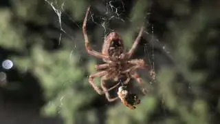 Close-Up of Garden Orb Weaver Eating a Ladybug (Macro Video) &bull;⩊&bull;