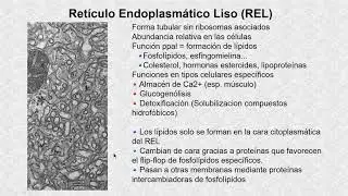 Síntesis de lípidos en el retículo liso