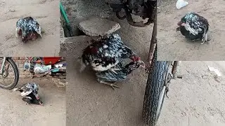 Chicken Breeding Tips||China Roster Meeting Time||How to Get A Fertilized egg from hen||