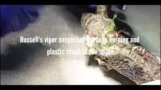 Trinket snake, 250g, right eye injury, old healing wound on back and tail