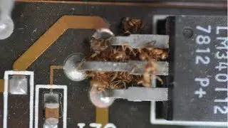 Crazy Ants Can DESTROY Your Electronics