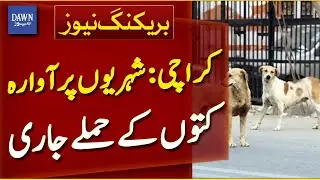 Karachi: Stray Dog Attacks on Citizens Continue | Breaking News | Dawn News