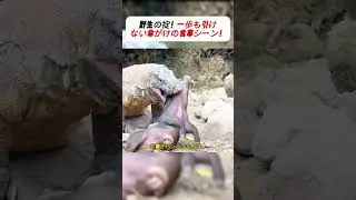 野生の掟！一歩も引けない命がけの食事シーン！ #コモドドラゴン #野生動物 #自然の驚異 #弱肉強食 #衝撃映像