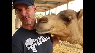 Bahrain Royal Camel Farm