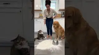 Cat Snitches on Dog After Kitchen Flour Disaster #funny #cat