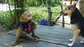 Monkey vs dog fight video Amir Funny Monkey vs dog 