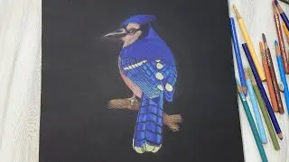 How to draw realistic bird - Blue Jay || Color Pencil drawing