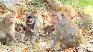 Janna Monkey Try To Steal Milk From Baby Jody But Fail Cos Janna Scared Daisy Attack Her