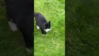 Neighbourhood tuxedo does not mind a treat #cat #tuxedocat #notmycat