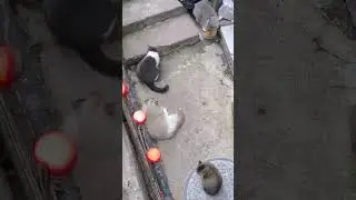 Cats rest in front of the shop window. The best corporate advertising...