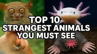 Top 10 Strangest Animals You Must See. #StrangeAnimals #WeirdAnimals #Top10 #Wildlife #Unusual