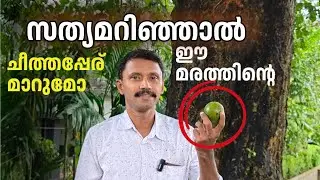 വിഷക്കായ് മരം|Vishadruma |saju Talks