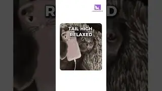 Why Confident People Attract Secret Enemies - Explained by Cats