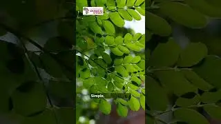 Astuce naturelle avec du moringa pour booster la ponte
