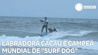 Labradora Cacau &eacute; campe&atilde; mundial de 
