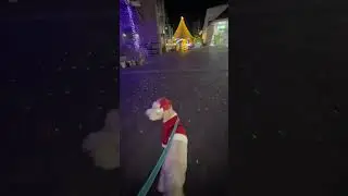 イルミネーション#いぬとの暮らし #大型犬のいる生活 #スタンダードプードル 