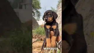 Doberman puppy available in Gill kennel delivery all India available #doberman #dog #reels #love