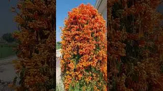 Flame vine #flame vine#short#flower#plant
