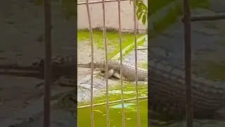 Alligator at mini zoo, Sarnath