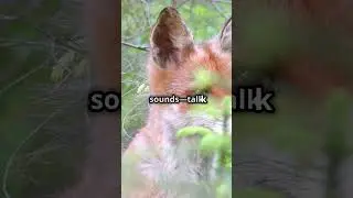 Secret Life of Red Foxes!