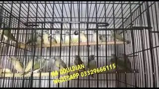 Common Gouldian Finches 2021| Green Gouldian ki 2021 ki Breed | by | | Dayan Aviary |