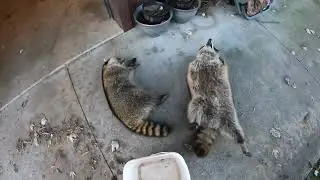 Отлов, эпизод 2