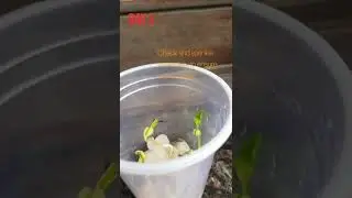Seed Germination Experiment