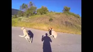 Dogs Playing Part 1