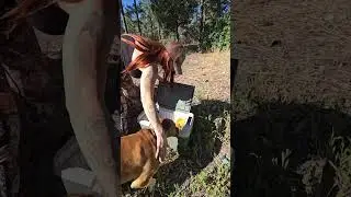 Bodegacooler portable refrigerator electric portable freezert for camping, scouting, and hiking!