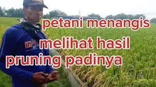 gawat..!!! pruning padi teryata begini hasilnya#pruningpadi#petani