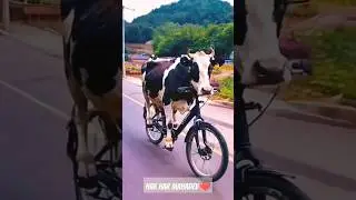 cow bicycle chala ra ha he #haridwarvibes #cow #love