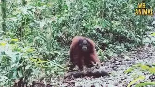 Red Monkey Video