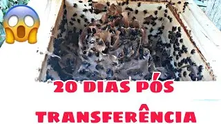 REVISÃO NAS ABELHAS MANDAGUARI  PRETA(veja que abelha top)