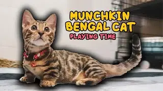 Bengal mix munchkin kitten playing
