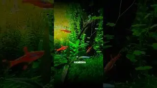 Best fish✅for your🐟aquarium || planted aquarium || small tank✅|| #aquarium #fish