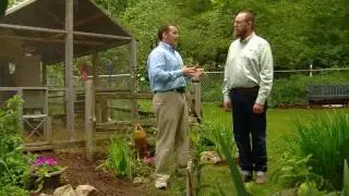 Chicken Coop Ventilation Tips