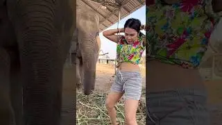 #funny big elephant, amazing ladies elephant