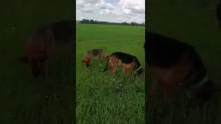 Наши козочки на пастбище.