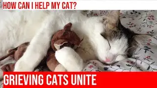 Helping Your Grieving Cat After the Loss of a Companion