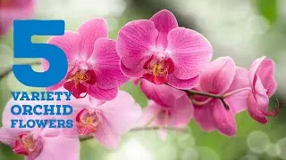 5 Variety Orchid Flowers || Orchid Plant Types