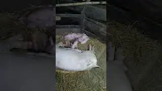 New Born Piglets drinking milk #livestream #animals