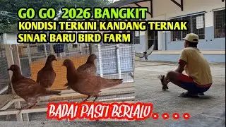 Go go ..2026 Kabar dan kondisi terkini  kamdang ternak sinar baru bird farm