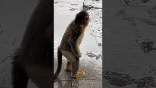 The Amazing Golden Monkey Life Eps 66
