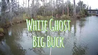 White Ghost Big Buck 