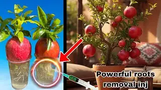 Amazing Experiment: Growing Roots from a Pomegranate Fruit | unique world technique |