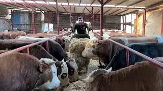 ALTINA DEĞİL HAYVANCILIĞA YATIRAN KAZANACAK / GÜNLÜK İŞLER 90