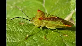 Hawthorn Shieldbugs Acanthosoma haemorrhoidale