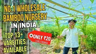 Buy Bamboo Plants at Wholesale Price | Top 13 Varieties Available!