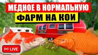ПРОВЕРЯЕМ РАЗДАЧУ КОИ И ВЗРЫВНОГО ФАРМА НА МЕДНОМ ОЗЕРЕ! • СТРИМ • - Русская Рыбалка 4 РР4