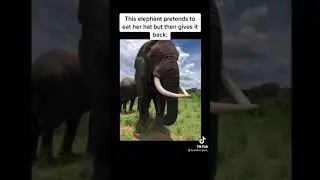 Just elephant things&hellip;🐘